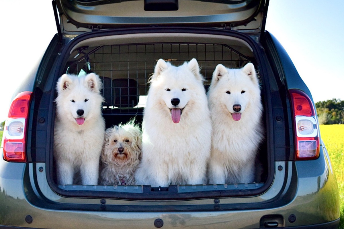 Hunde im Kofferraum