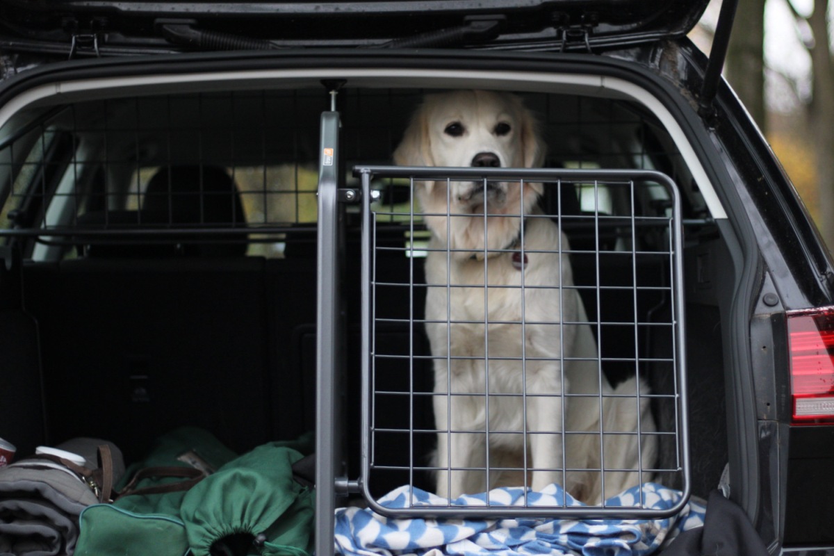 Hund im Kofferraum mit Hundegitter