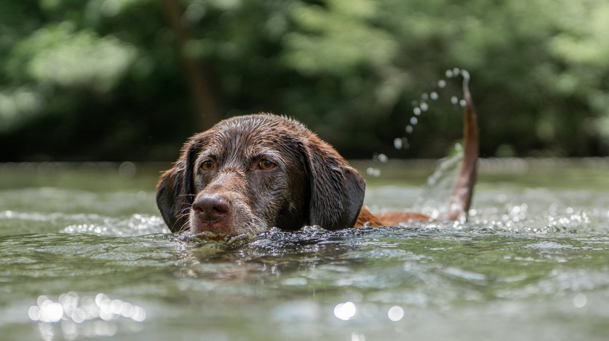 Nasser Hund schwimmt im See