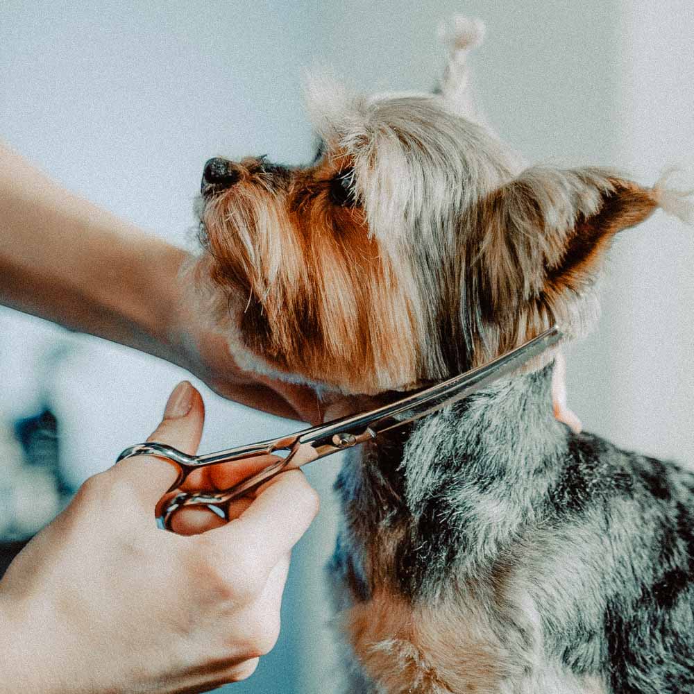 Hund beim Friseur