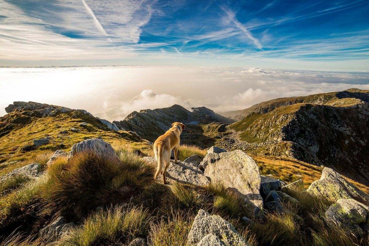 Hund auf Gipfel