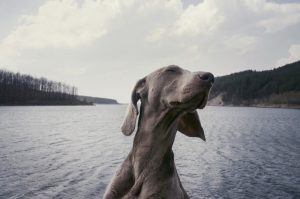 Zufriedener grauer Hund im See