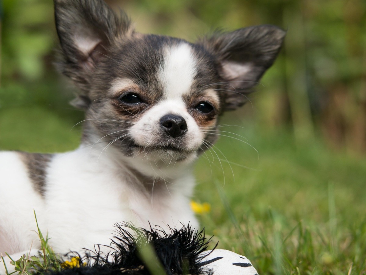 Kleine Hunderasse Chihuahua