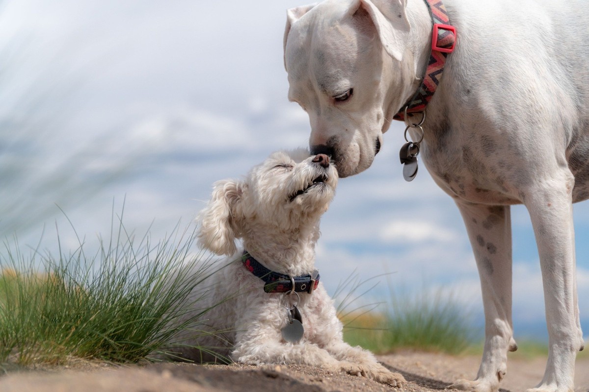 Neue Freundschaft durch Hundebetreuung