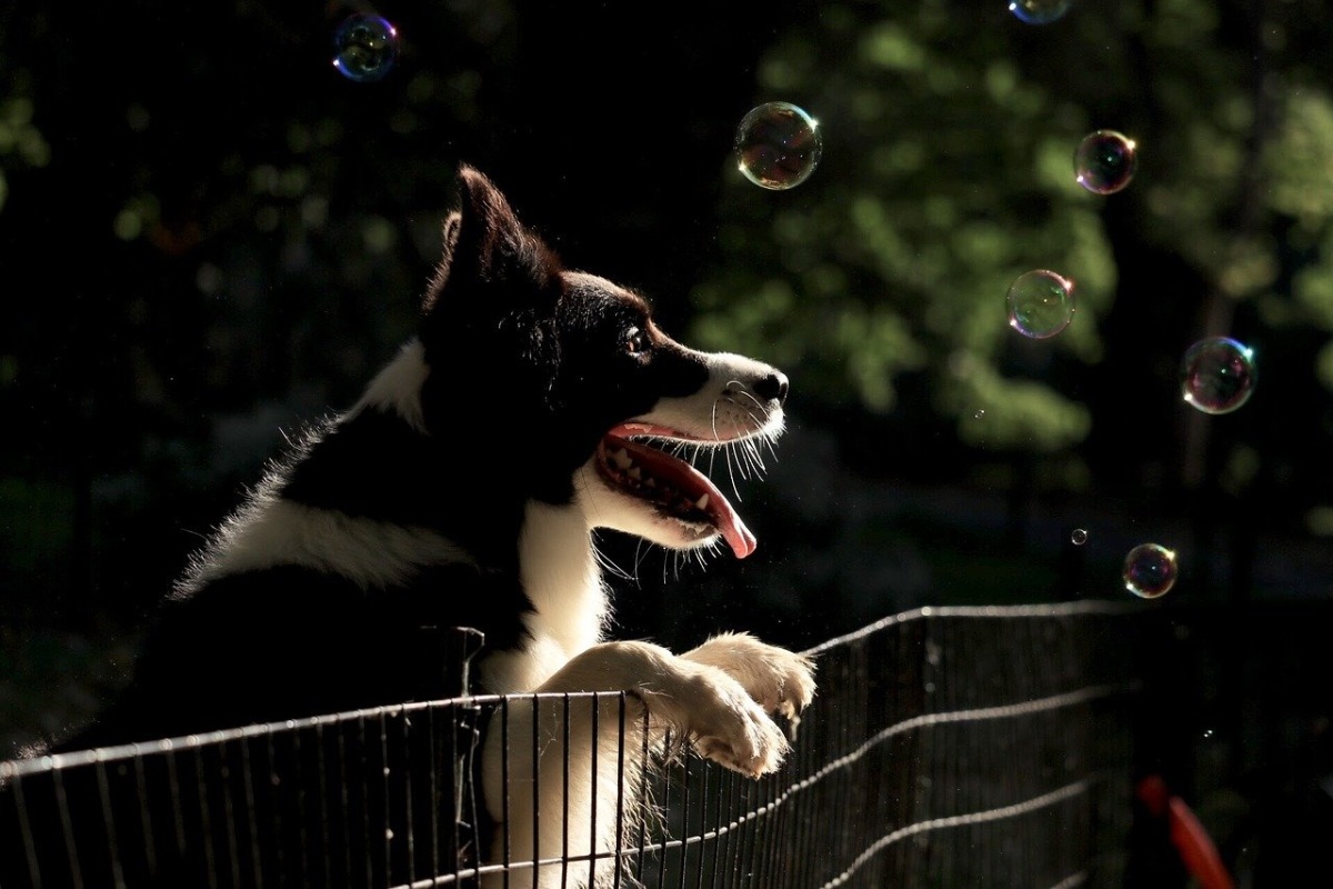 Hund am Hundezaum mit Seifenblasen