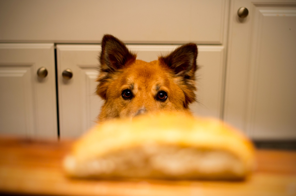 Hund sieht auf ein Stück Fleisch - BARF