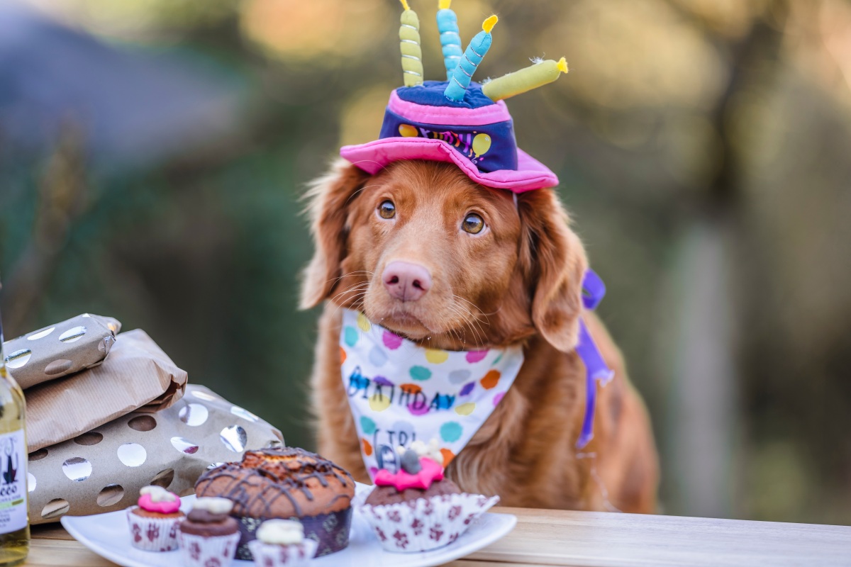 Hund bekommt Hundekuchen, Hundetorte und Muffins zum Geburtstag