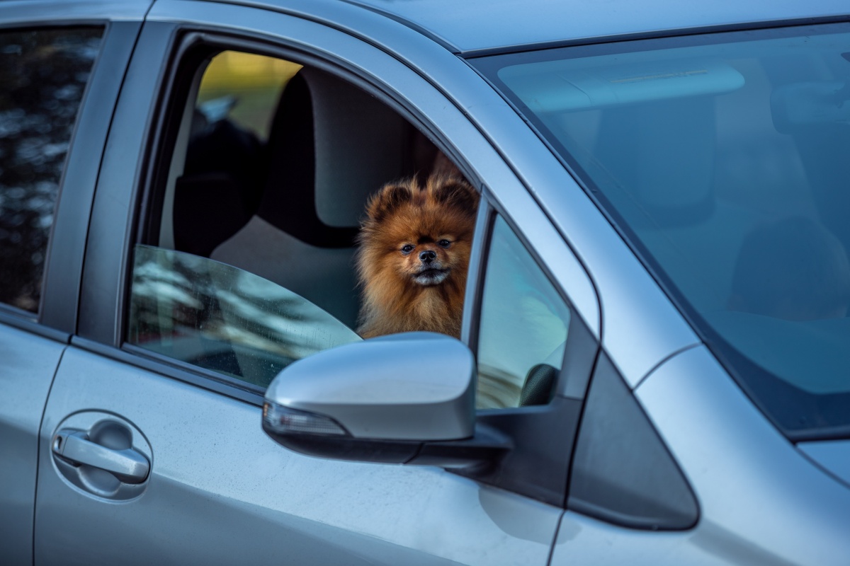 Hundeautositz mit Hund im Auto