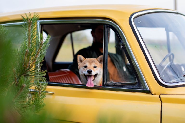 Hund im Auto mit Hundesitz